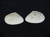 Tellina alternata whole fossil bivalve shell both halves ta11