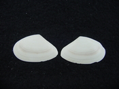 Tellina alternata whole fossil bivalve shell both halves ta7