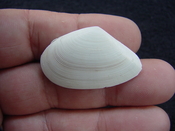 Tellina alternata whole fossil bivalve shell both halves ta7