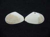 Tellina alternata whole fossil bivalve shell both halves ta3
