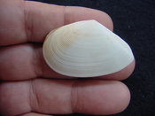 Tellina alternata whole fossil bivalve shell both halves ta10