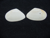 Tellina alternata whole fossil bivalve shell both halves ta9