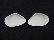 Tellina alternata whole fossil bivalve shell both halves ta9