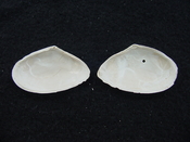 Tellina alternata whole fossil bivalve shell both halves ta8