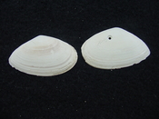Tellina alternata whole fossil bivalve shell both halves ta8