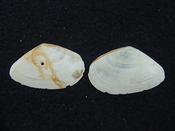 Tellina alternata whole fossil bivalve shell both halves ta1