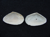 Tellina alternata whole fossil bivalve shell both halves ta1