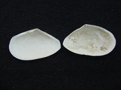 Tellina alternata whole fossil bivalve shell both halves ta4