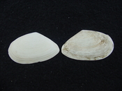 Tellina alternata whole fossil bivalve shell both halves ta4