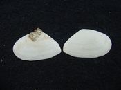 Tellina alternata whole fossil bivalve shell both halves ta6
