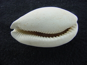Siphocypraea haleyorum extinct fossil cypraea cowrie shell hr 4