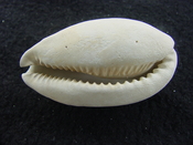 Siphocypraea haleyorum extinct fossil cypraea cowrie shell hr 3