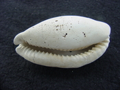 Siphocypraea haleyorum extinct fossil cypraea cowrie shell hr 16