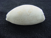 Siphocypraea haleyorum extinct fossil cypraea cowrie shell hr 16