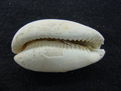 Siphocypraea haleyorum extinct fossil cypraea cowrie shell hr 14