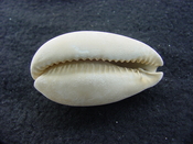 Siphocypraea haleyorum extinct fossil cypraea cowrie shell hr 6