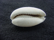 Siphocypraea haleyorum extinct fossil cypraea cowrie shell hr 8