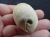 Siphocypraea haleyorum extinct fossil cypraea cowrie shell hr 10