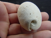 Siphocypraea haleyorum extinct fossil cypraea cowrie shell hr 2