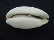 Siphocypraea haleyorum extinct fossil cypraea cowrie shell hr 19