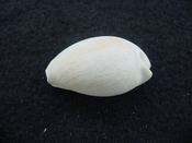 Siphocypraea haleyorum extinct fossil cypraea cowrie shell hr 11