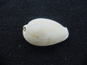 Siphocypraea haleyorum extinct fossil cypraea cowrie shell hr 11