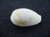 Siphocypraea haleyorum extinct fossil cypraea cowrie shell hr 5