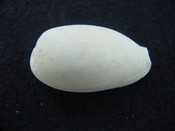 Siphocypraea haleyorum extinct fossil cypraea cowrie shell hr 12