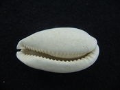 Siphocypraea haleyorum extinct fossil cypraea cowrie shell hr 12