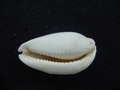 Siphocypraea haleyorum extinct fossil cypraea cowrie shell hr 7