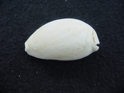 Siphocypraea haleyorum extinct fossil cypraea cowrie shell hr 7