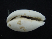 Siphocypraea haleyorum extinct fossil cypraea cowrie shell hr 18