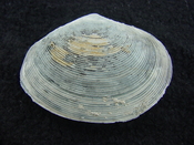 Semele perlamellosa rare extinct fossil bivale shell ts 6