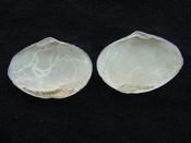 Semele perlamellosa rare extinct fossil bivale shell ts 6
