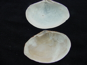 Semele perlamellosa rare extinct fossil bivale shell ts 4