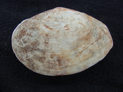 Semele perlamellosa rare extinct fossil bivale shell ts 4