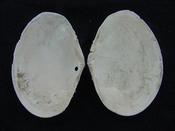 Semele perlamellosa rare extinct fossil bivale shell ts 7