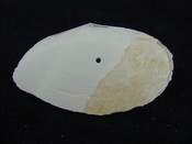 Tellina magna whole both halves fossil bilvalve shell tm 3