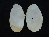Tellina magna whole both halves fossil bilvalve shell tm 3