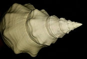 Triplofusus giganteus extra large horse conch gastropod tg 6