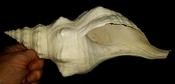 Triplofusus giganteus extra large horse conch gastropod tg 6