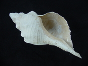 Triplofusus giganteus large fossil horse conch gastropod tg 5