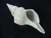 Triplofusus giganteus extra large horse conch gastropod tg 2