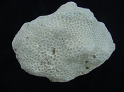 Solenastrea hyades Caloosahatchee fossil coral head sh2