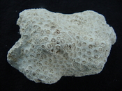 Solenastrea hyades Caloosahatchee fossil coral head sh3