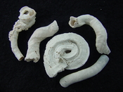 Florida fossil worms starter collection or add to your own bw 1