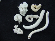 Florida fossil worms starter collection or add to your own bw3