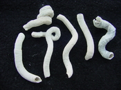 Florida fossil worms starter collection or add to your own bw5