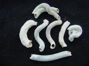 Florida fossil worms starter collection or add to your own bw6