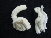 Florida fossil worms starter collection or add to your own bw9